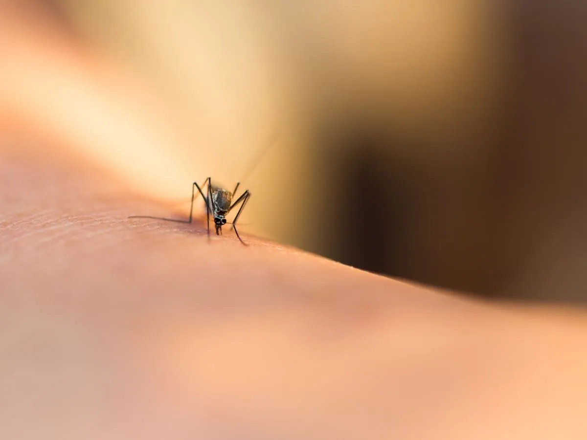 Komarci su najdosadnije, ali i najsmrtonosnije životinje sa milion ljudskih žrtava godišnje. Kako se štitimo?