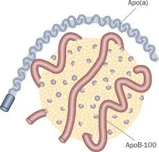 lipoprotein-a