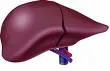 Hepatitis B - Tihi ubica