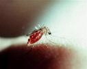 Malarija (Malaria)