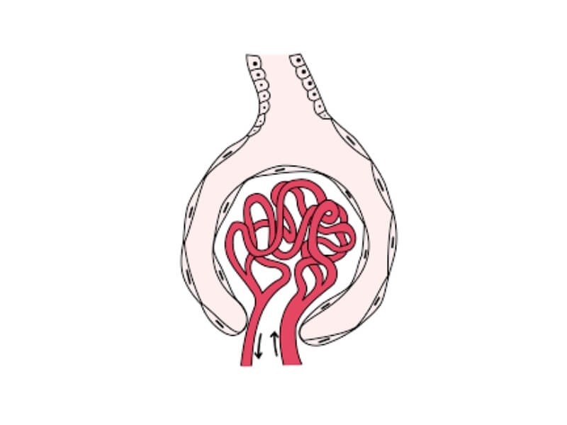 Glomerulonefritis