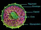 Citomegalovirus infekcija