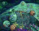 Ross river virus infekcija
