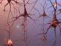 Neurogeneza (rođenje nervnih ćelija u odraslom dobu)