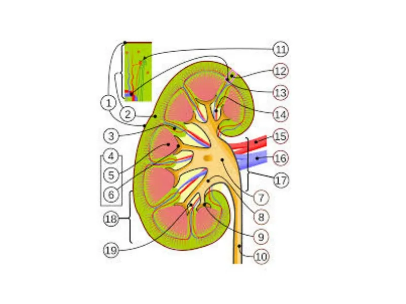 Analgezična nefropatija