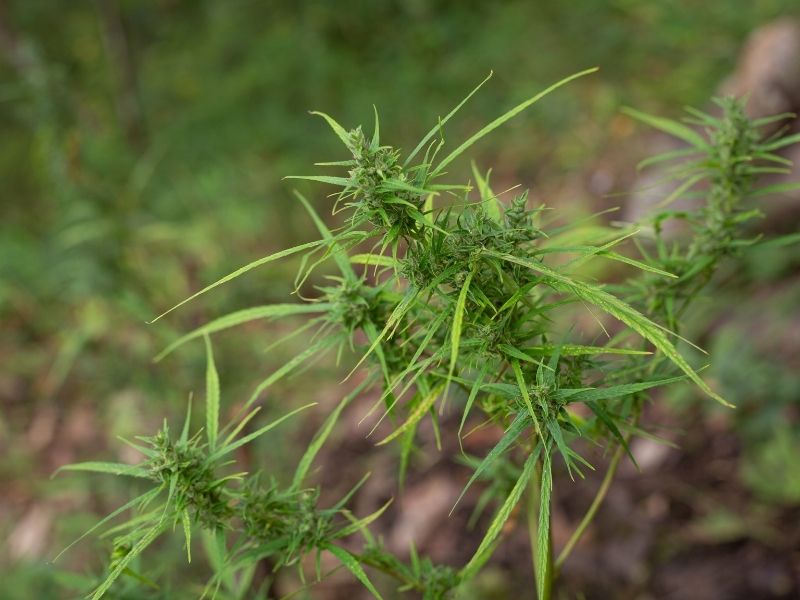 Marihuana