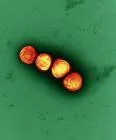 Francisella tularensis