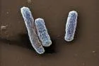 Legionella