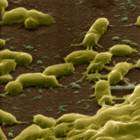 Bordetella pertussis