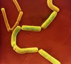 Clostridium perfringens