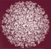 Ross River virus