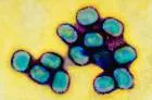 Molluscum contagiosum