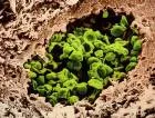 Pneumocystis carinii