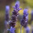 Lavanda za lakši odlazak zubaru