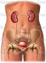 Urogenitalni sistem