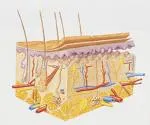 Dermatitis pemphigoides muco - cutanea chronica