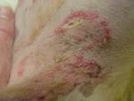 Pemphigus foliaceus