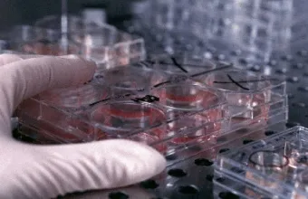 Novi metod za stvaranje matičnih ćelija