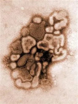 Virus svinjskog gripa veštački proizveden?!
