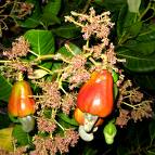 Anacardium