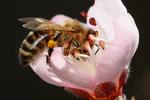 Apis Mellifica