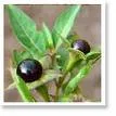 Belladonna (Velebilje)