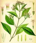 China Officinalis (Kinin)