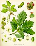 Quercus robur