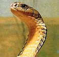 Lachesis