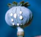 Opium