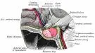 Nepotpuni rani pubertet (Pubertas praecox partialis)