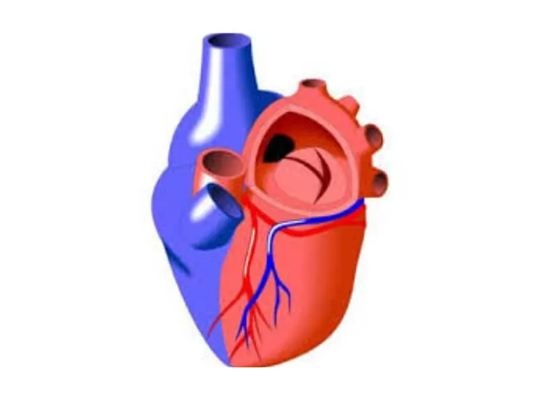 Insuficijencija zaliska plućne arterije