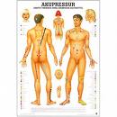 Akupresura