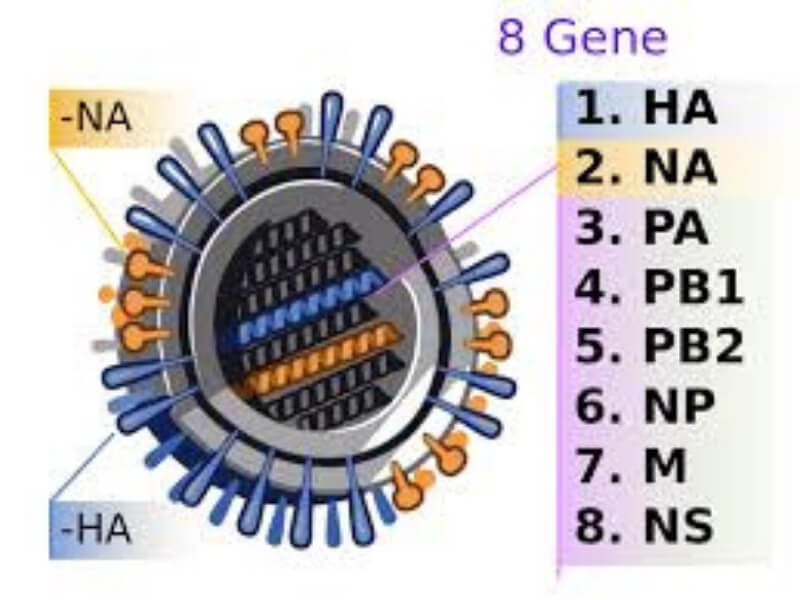Otkrivena mutacija virusa H1N1?