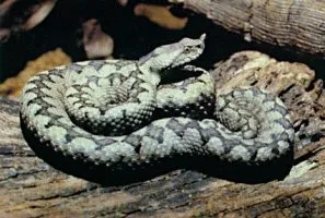 Pazite se ugriza zmije, posebno tokom leta