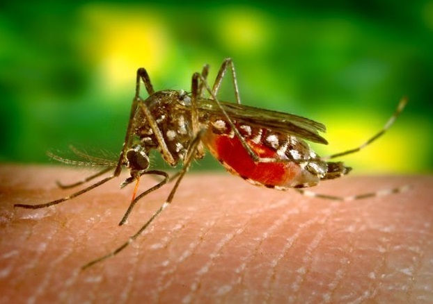 Virus zapadnog Nila - najvažnije činjenice