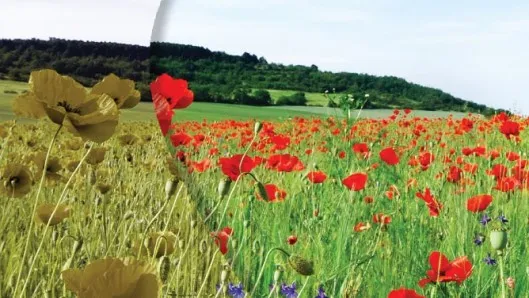 Kako vide ljudi koje ne raspoznaju boje. Proverite vaš vid!